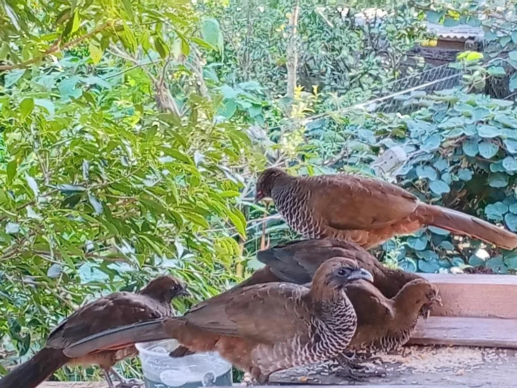 CHALÉ ALPES DOS ANJOS TUDO NUM SÓ LUGAR NATUREZA MOBILIA COMPLETA ESPAÇOSO SEM STRESS A 2 KM DO CENTRO DE CANELA rs, Canela, na Cezari vacari 1100 Casa em Canela/RS — foto 25