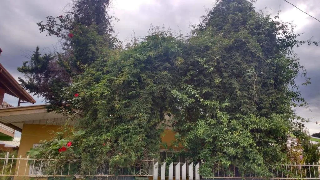 Casa Do Seu Dani, Canela, na Rua Tio Elías casa em Canela/RS — foto 13