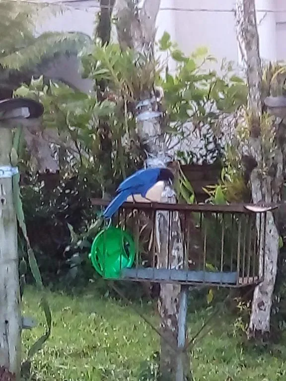 CHALÉ ALPINO RAIZ TODO MOBILIADO COM 2 QUARTOS COZINHA SALA BANHEIRO NATUREZA 2 KM centro de Canela rs, Canela, na Rua Cezare Vaccari 1100 Alpes Verdes Casa em Canela/RS — foto 47