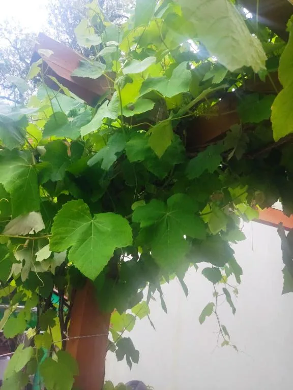 Recanto da Maria Vitoria - Casa 01, Canela, na Rua Berlim em Canela/RS — foto 16