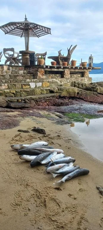 Tainha da Praia Aparthotel, Bombinhas, na 184 Rua Búzio em Bombinhas/SC — foto 30
