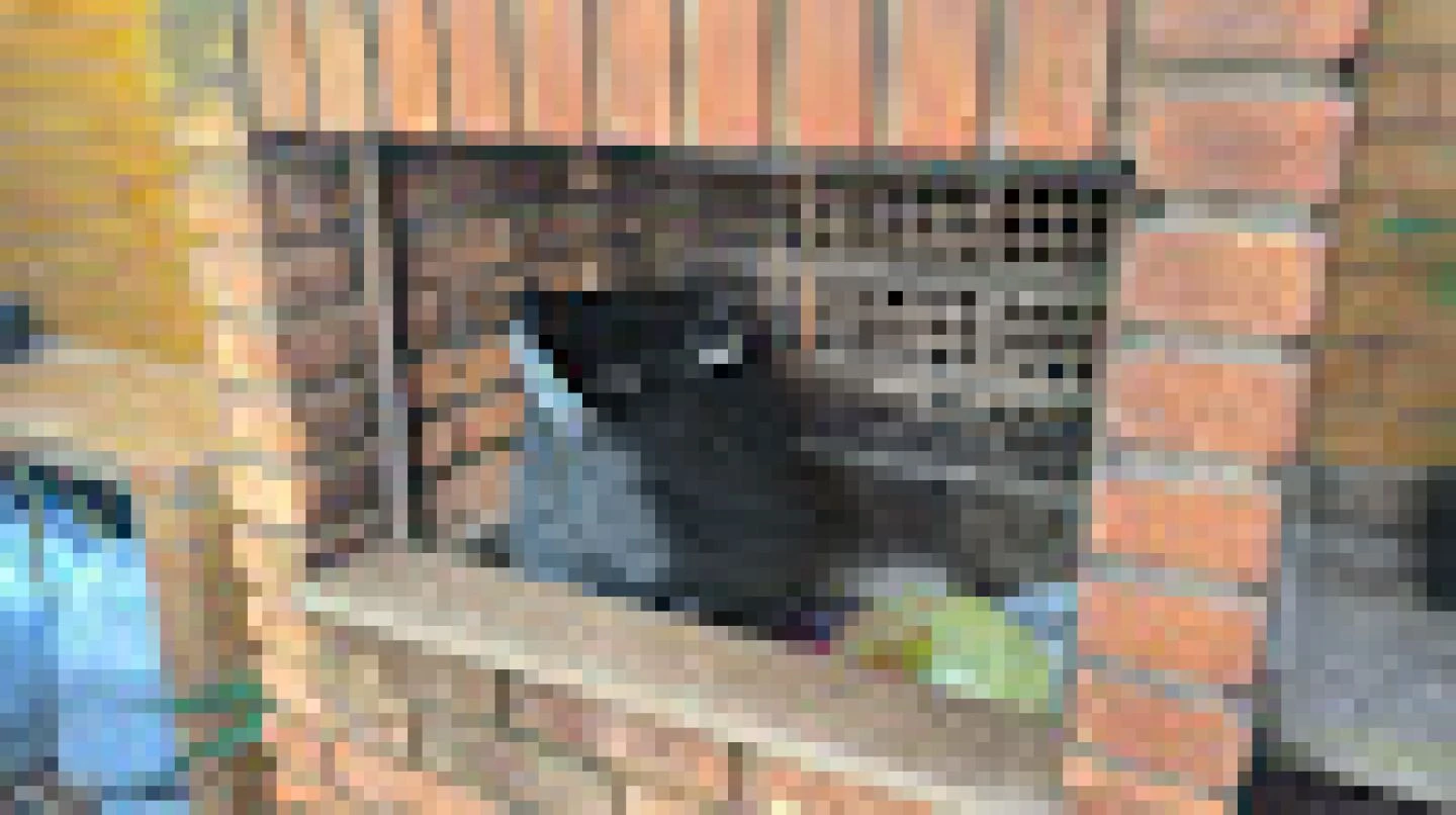 Casa com 4 dormitórios para locação, 180 m² por R$ 4,000.00 - Campestre - Santo André/SP — foto 3